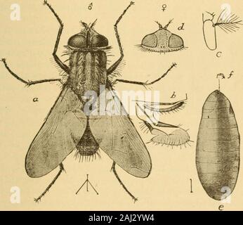 Principal Haushalt Insekten der Vereinigten Staaten. lief von den Folgen der Bisse von diesem Insekt isafforded von Kampfer, Ammoniak, und die ordentlichen Rechtsmittel für insectstings. Der Versuch, die Out-of-Tür ismanifestly multiplicatien dieser Insekten nicht in Frage, und das Screening der entrancesof Häuser oder Kammern ist die einzige praktische metliod Schutz. Ithardly benötigt, die besagt, dass alle Beispiele promptlykilled gefunden werden sollte. Kapitel III. Haus fliegt, Tausendfüßler und andere Insekten, die AREANNOYING ANSTATT DIREKT SCHÄDIGENDEN. Von L.Howard und C. L. Mai. m.att. Haus Stockfoto