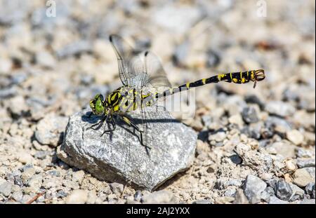 Green Eyed haken Dragonfly tailed ist ein altes Insekt. Die männlichen Dragonfly verfügt über Hakenförmigen Anhängseln. Selten. Grüne Facettenaugen, gelb Körper. Stockfoto