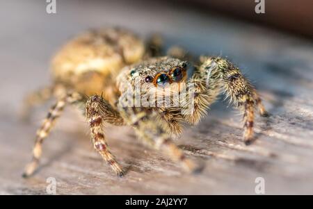 Wenig neugierig jumping Spider auf Holz Tisch bereit zu springen. Stockfoto