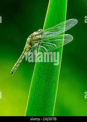 Neu entstandenen weiblichen schwarzen tailed Skimmer auf einem grünen Blatt von Iris Warten auf die Sonne die Flügel und Körper zu trocknen. Gelbes Gehäuse auf grünem Hintergrund. Stockfoto