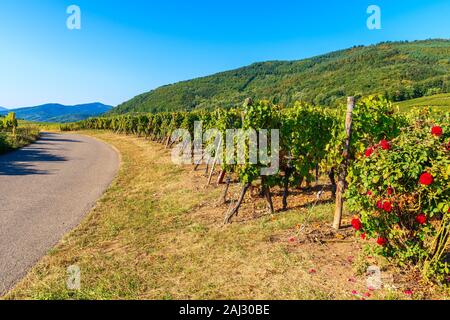 Radfahren Weg zwischen Weinbergen auf der Elsässischen Weinstraße in der Nähe von Riquewihr, Frankreich Stockfoto