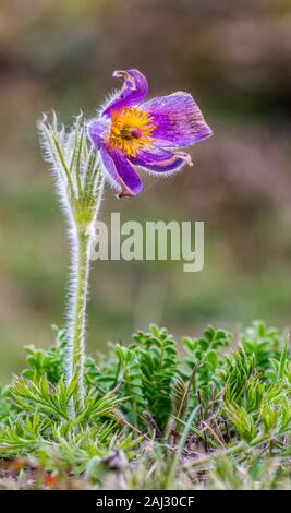 Die Ostern Blume hat viele Namen. Es ist über den ganzen Erdball verteilt und berühmt für eines der ersten wilden Blumen. Rosa Farbe und übermäßigem Haarausfall. Stockfoto