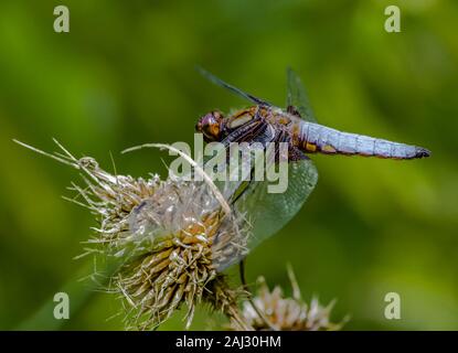 Breite Körper darter Ruhen und warten auf Beute durch zu fliegen. Details über Bauch und durchsichtigen Flügeln. Gelben Flecken von weiblichen Schlangenhalsvögel Paarung erstellt. Stockfoto