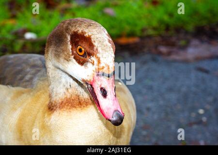 Portrait im Profil einer ägyptischen Gans in einem Park Stockfoto