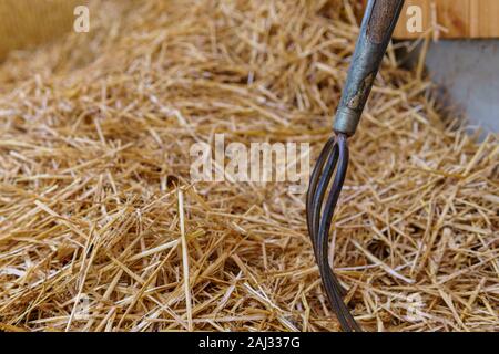 Pitchfork im Stroh. Pitch Gabel klemmt in einen Haufen Stroh auf einem Bauernhof - Nahaufnahme Stockfoto