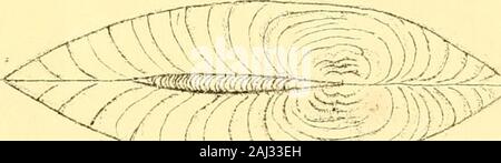 Monographie der Familie Unionidae: oder, naiades von Lamarck (frisches Wasser Muscheln Muscheln) von Nordamerika ... . Stockfoto