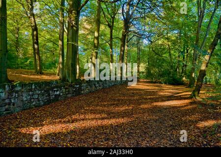 Sonnenlicht, das durch die Bäume mit Trockenmauern Wand neben einem Fußweg streut mit Blättern in Greno Holz in der Nähe von Sheffield Stockfoto