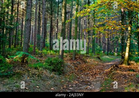 Sonnenlicht, das durch die dicht bepflanzte Amtsleitungen eines Nadelbaum Plantage in Greno Holz in der Nähe von Sheffield Stockfoto