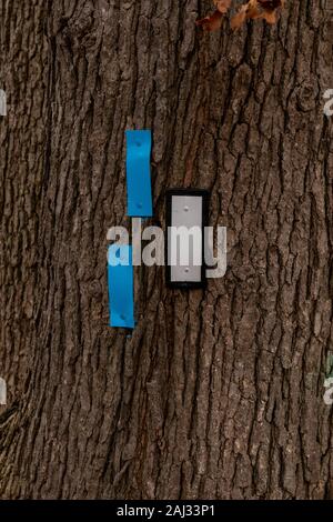 Burlington, Ontario, Kanada, 2. Januar 2020: Bruce Trail Hauptpfad Blaze und zwei seitliche Spur Blaze auf einem Baum Stockfoto