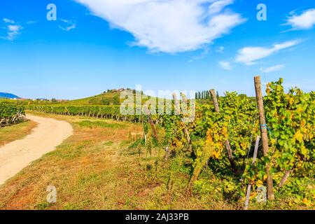 Blick auf die Straße und die Weinberge in der Nähe von Riquewihr, Elsass, Frankreich Stockfoto