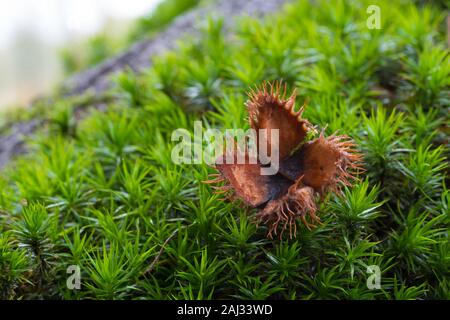 Leere beechnut Shell liegt im Moss Stockfoto