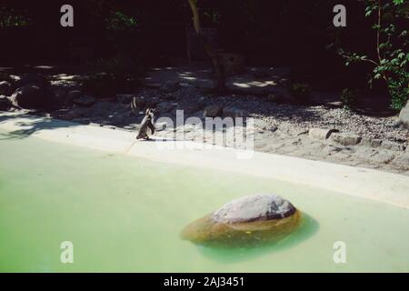 Der Pinguin steht und gerade aussieht. Copyspace Stockfoto