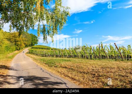 Radfahren in Weinbergen auf der Elsässischen Weinstraße in der Nähe von Riquewihr, Frankreich Stockfoto