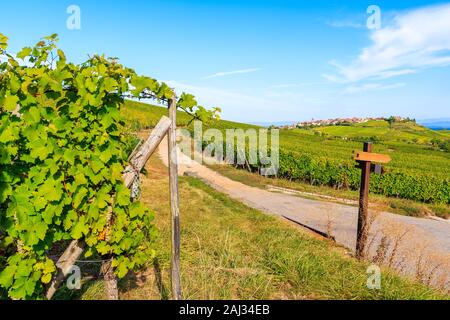 Radfahren Straße entlang der Weinberge in der Nähe von Hunawihr Dorf, Elsass, Frankreich Stockfoto