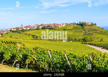 Weinberge auf der Elsässischen Weinstraße in der Nähe von Riquewihr, Frankreich Stockfoto