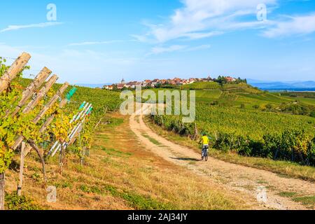 Junge Frau Radfahren auf der Straße entlang der Weinberge von Riquewihr in Hunawihr Dorf, Elsass, Frankreich Stockfoto