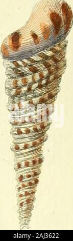 Historia naturalis testaceorum Britanniae, oder, um die Britischen conchology.. . Stockfoto