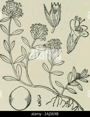 Eine Illustrierte Flora von der nördlichen USA, Kanada und die britischen Besitzungen: von Neufundland zu den Parallelen der südlichen Grenze von Virginia und vom Atlantik westwärts nach dem 102 Meridian. oval oder länglich, weich. [Griechisch, Weihrauch.] Über 50 Arten, Ureinwohner der Alten Welt, meist Europäische. Art: Thymus vulgaris L.I. Thymus serpyllum L. Wild oder CreepingThyme. Mutter von Thymian. Abb. 3659. Thymus serpyllum L. Sp. PI. 590. 1753. Stammt mehr oder weniger Pubertierende in Linien, sehr schlank, liegend, zäh, stark verzweigten, 4 - ich 2 Lange, com-monly bilden dichte Matten. L Stockfoto