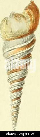 Historia naturalis testaceorum Britanniae, oder, um die Britischen conchology.. . Stockfoto