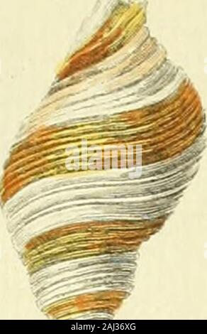 Historia naturalis testaceorum Britanniae, oder, um die Britischen conchology.. . Stockfoto