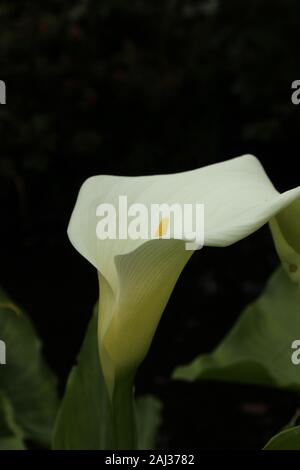 Weiße Calla-Lilie (Zantedeschia aethiopica) fotografiert in den Botanischen Gärten in St Andrews vor dunklem Hintergrund Stockfoto