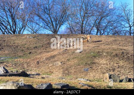 Eine kleine Gruppe von Ibex genießen Sie einen gemütlichen Nachmittag in der Sonne Stockfoto