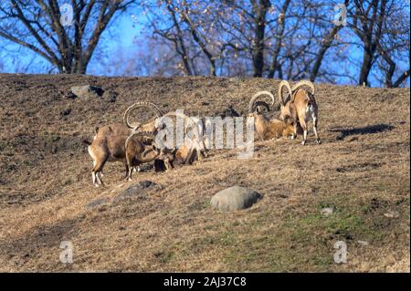 Eine kleine Gruppe von Ibex genießen Sie einen gemütlichen Nachmittag in der Sonne Stockfoto