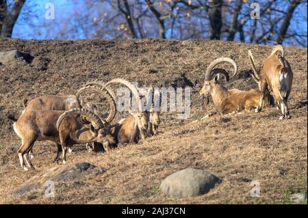 Eine kleine Gruppe von Ibex genießen Sie einen gemütlichen Nachmittag in der Sonne Stockfoto