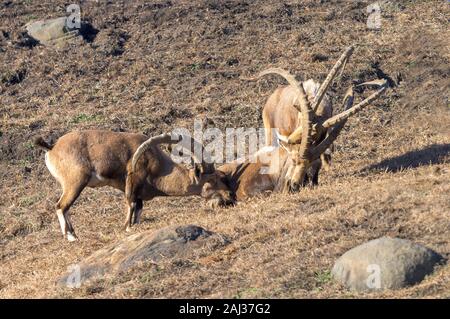 Eine kleine Gruppe von Ibex genießen Sie einen gemütlichen Nachmittag in der Sonne Stockfoto