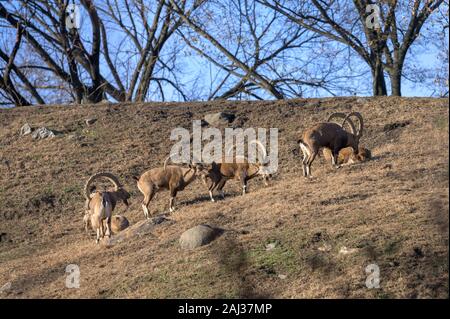 Eine kleine Gruppe von Ibex genießen Sie einen gemütlichen Nachmittag in der Sonne Stockfoto