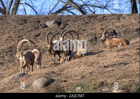 Eine kleine Gruppe von Ibex genießen Sie einen gemütlichen Nachmittag in der Sonne Stockfoto