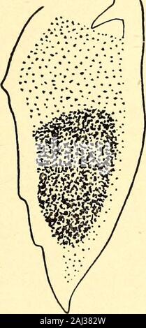 Marine Asseln in den Philippinen gesammelt von den USA Fischerei dampfer Albatross in 1907-08. Abb. 7.- a n c i n u sdepressus. Fourthpleopod. X41.. Abb. 8.- Ancinusdepressus. Fünfte pleopod. Äußere Zweig. X 41. Stockfoto