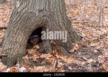 Geochache versteckt in hohlem Baum dicht oben Stockfoto