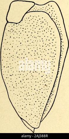 Marine Asseln in den Philippinen gesammelt von den USA Fischerei dampfer Albatross in 1907-08. Abb. 7.- a n c i n u sdepressus. Fourthpleopod. X41. Stockfoto