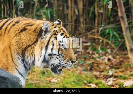 Eine majestätische Royal Bengal Tiger in seinem natürlichen Lebensraum Stockfoto