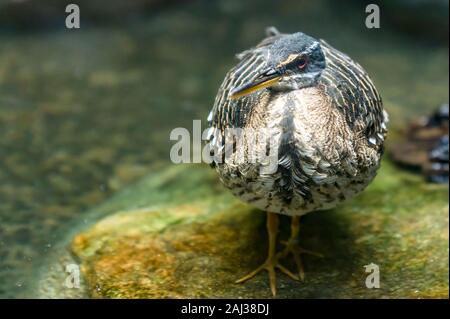 Nahaufnahme eines Sunbittern stehend auf einem Felsen im flachen Wasser Stockfoto