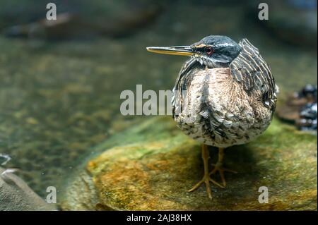 Nahaufnahme eines Sunbittern stehend auf einem Felsen im flachen Wasser Stockfoto