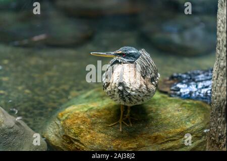 Nahaufnahme eines Sunbittern stehend auf einem Felsen im flachen Wasser Stockfoto