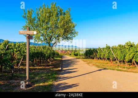 Radfahren Straße entlang der Weinberge in der Nähe von Mittelwihr Dorf, Elsass, Frankreich Stockfoto