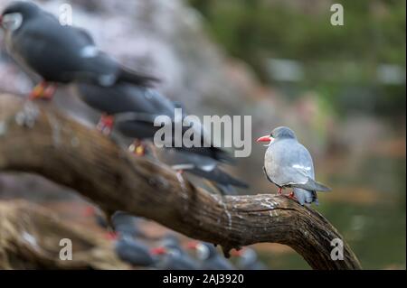 Eine Inca Tern thront auf einem trockenen Zweig, genießen Sie einen ruhigen Nachmittag im Schatten, mit einer Gruppe von Seeschwalben im Vordergrund. Stockfoto