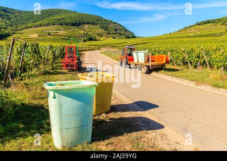 Container voller Trauben und der Traktor während der Ernte in Riquewihr Dorf Weinberge, Elsass, Frankreich Stockfoto