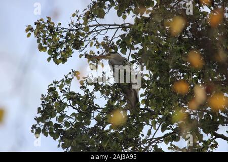 Graureiher (Ardea cinereal) hocken in einem Baum über Gelb Herbst Laub balanciert, von Melville Teich in St Andrews Stockfoto