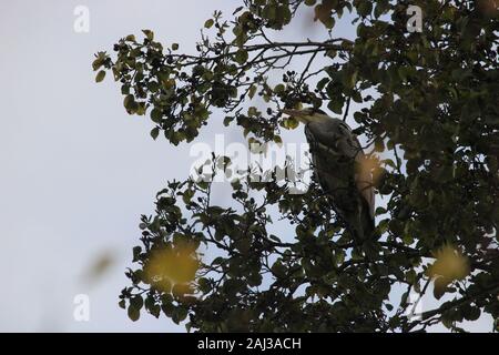 Graureiher (Ardea cinereal) hocken in einem Baum über Gelb Herbst Laub balanciert, von Melville Teich in St Andrews Stockfoto