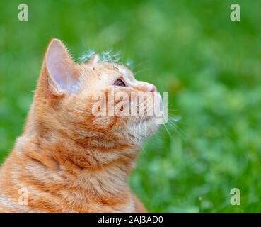 Ginger Kitten mit Löwenzahn Samen auf dem Kopf auf die grüne Wiese Hintergrund Stockfoto