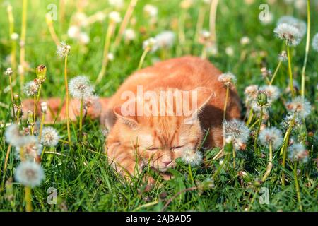 Ginger kitten Wandern im Gras und Löwenzahn im Sommer sonnigen Tag Stockfoto