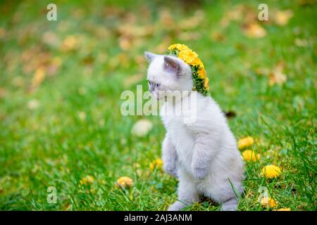 Porträt eines lustigen Weiß kleines Kätzchen im Garten. Die Katze ist mit einem floralen Kranz gekrönt und bleibt auf dem grünen Rasen. Betteln Kitten auf die l Stockfoto