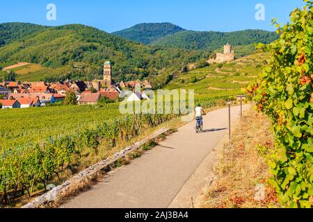 Junge Frau Radfahren auf der Straße entlang der Weinberge von Riquewihr, Kaysersberg, Elsass, Frankreich Stockfoto
