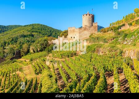 Grünen Weinbergen und Blick von Kaysersberg mittelalterlichen Burg auf der elsässischen Weinstraße, Frankreich Stockfoto