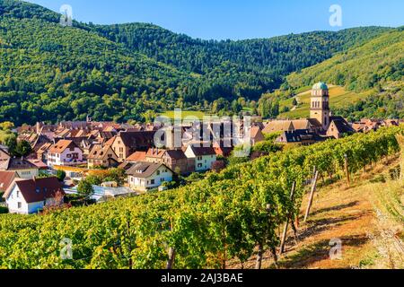 Grünen Weinbergen und Blick von Kaysersberg mittelalterliches Dorf auf der elsässischen Weinstraße, Frankreich Stockfoto