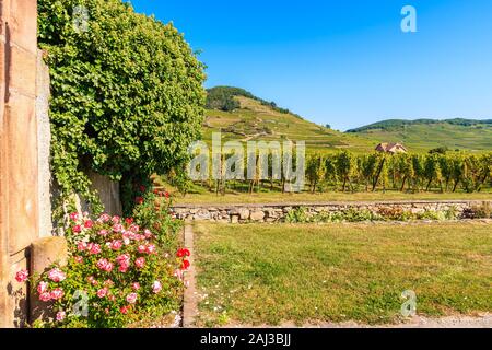 Feld inmitten grüner Weinberge in der Nähe von Kientzheim Dorf auf der elsässischen Weinstraße, Frankreich Stockfoto